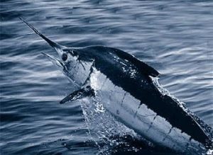 Atlantic blue marlin (by Wikipedia)